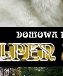  hodowla alpen angel